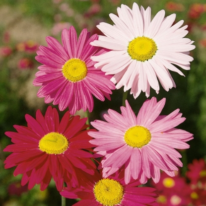Picture of Pyrethrum - Grandiflora Single Mixed